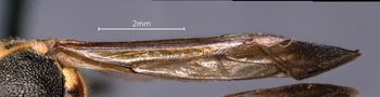 Media type: image;   Entomology 36004 Aspect: Wing front